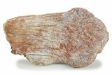 Fossil Sauropod Vertebra Section w/ Metal Stand - Colorado #294905-1